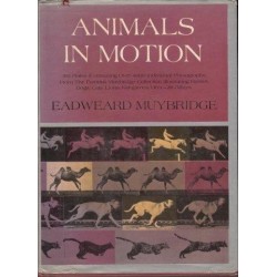 Animals In Motion