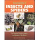 Encyclopedia Of Insects & Spiders (Hardcover)