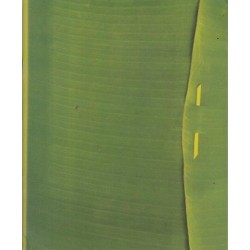 Blank Book (Green Folder)