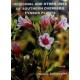 Medicinal And Other Uses Of Southern Overberg Fynbos Plants