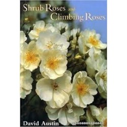 Shrub Roses And Climbing Roses
